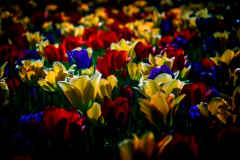 Profusion - Tulip Garden