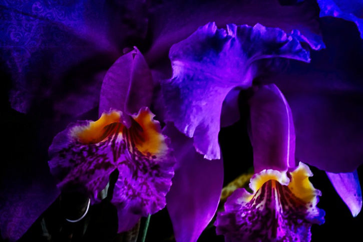 Orchidelirium: The Prince of Orchids
