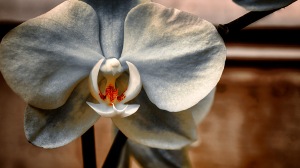 Orchidelirium: Grunge